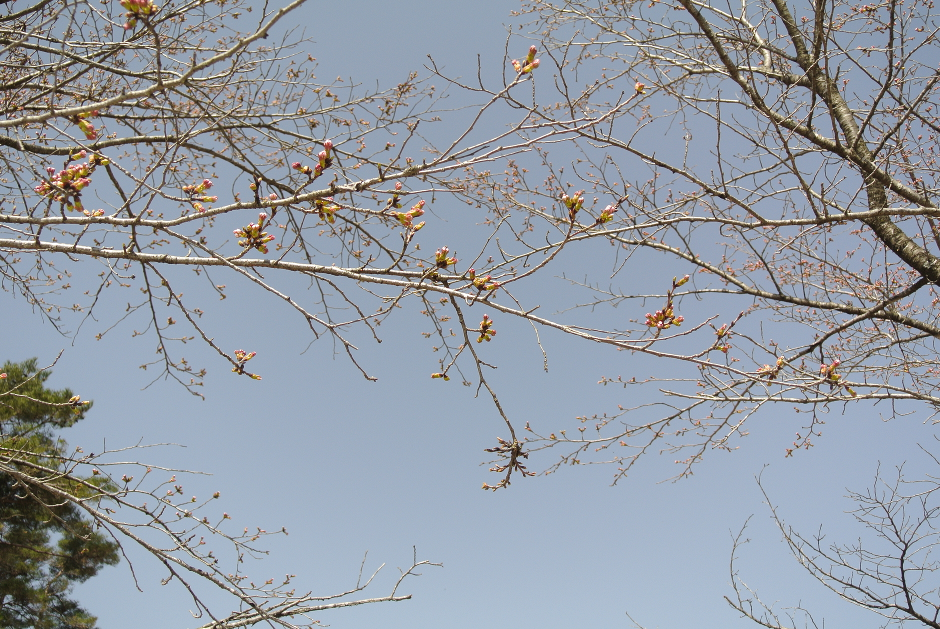 三分咲きあり 散る桜あり 見習い漁師